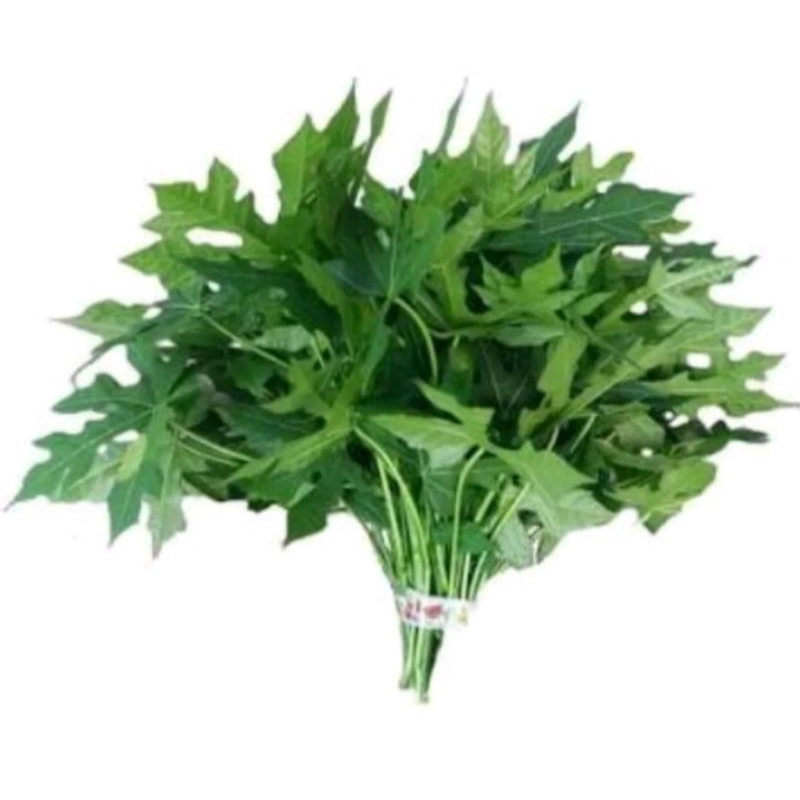 

Daun pepaya jepang 1iket
