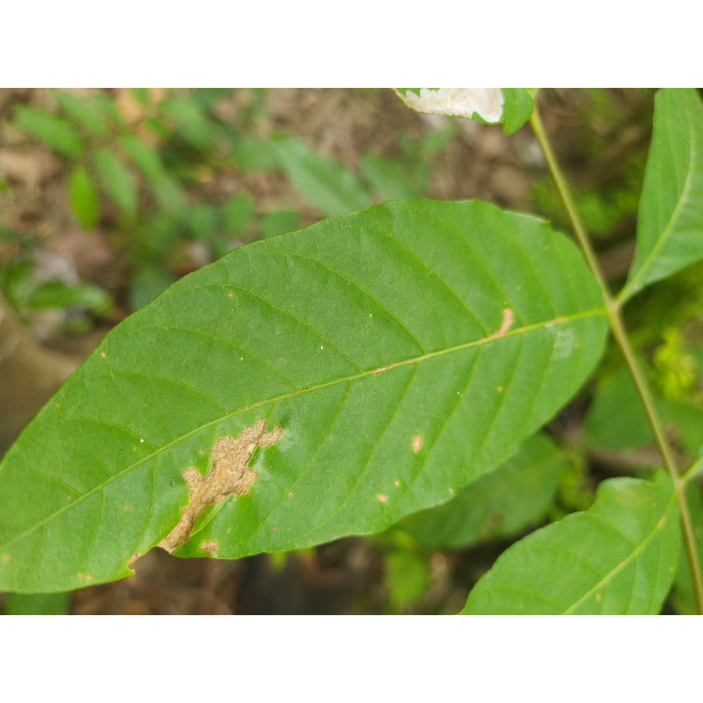 

daun kuda/ kudo / jaranan][][''%