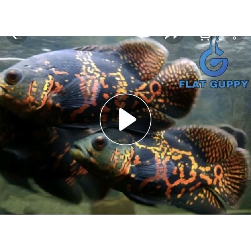 aksesoris aquarium Oscar batik 2jari