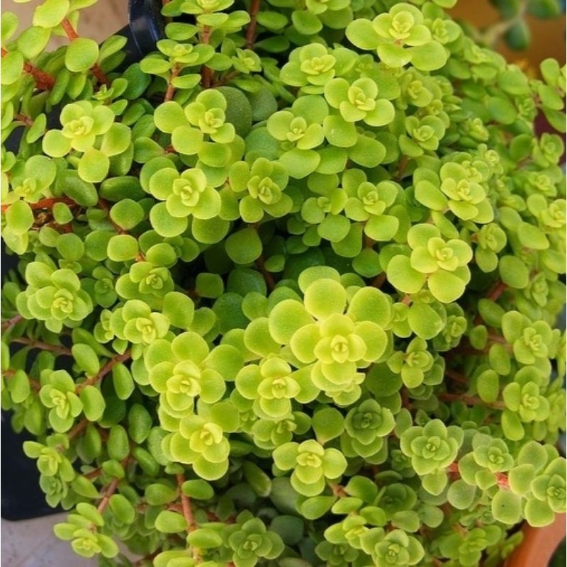 Sukulen Sedum Baby Tears / Sedum Morganium