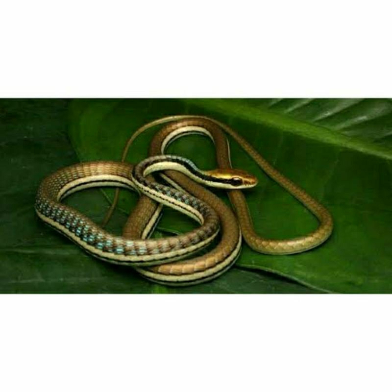 Ular Kadut water banded Small Ular Tali Picis reptil murah