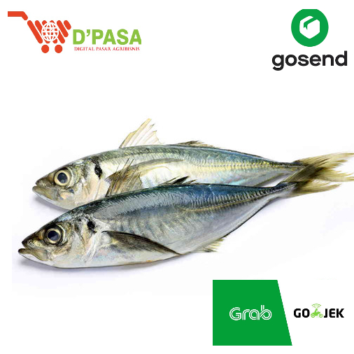 

KIRIM INSTAN Ikan Kembung Gambolo Segar Fresh 500gr Murah Ikan Daging Segar