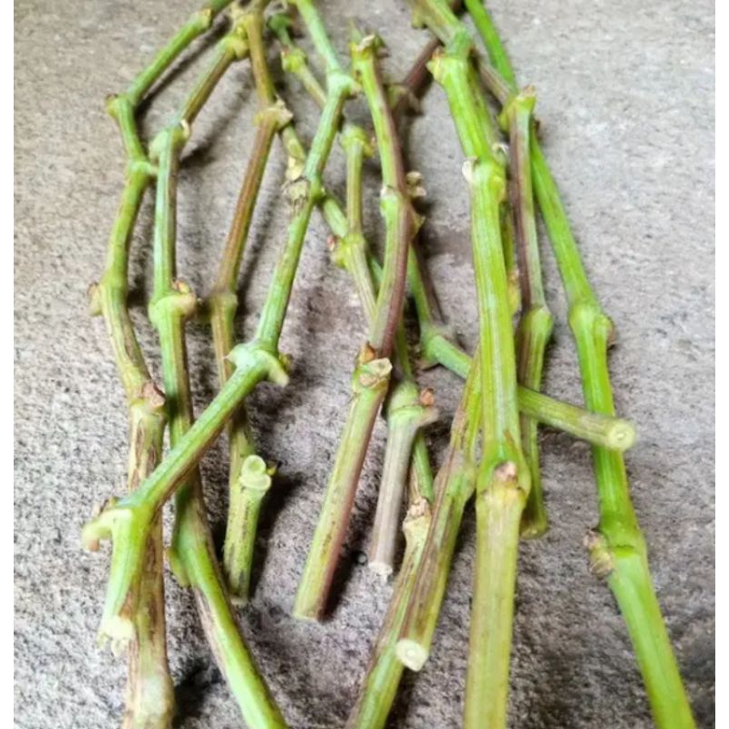 PAKET ENTRES ANGGUR IMPORT 8 VARIAN