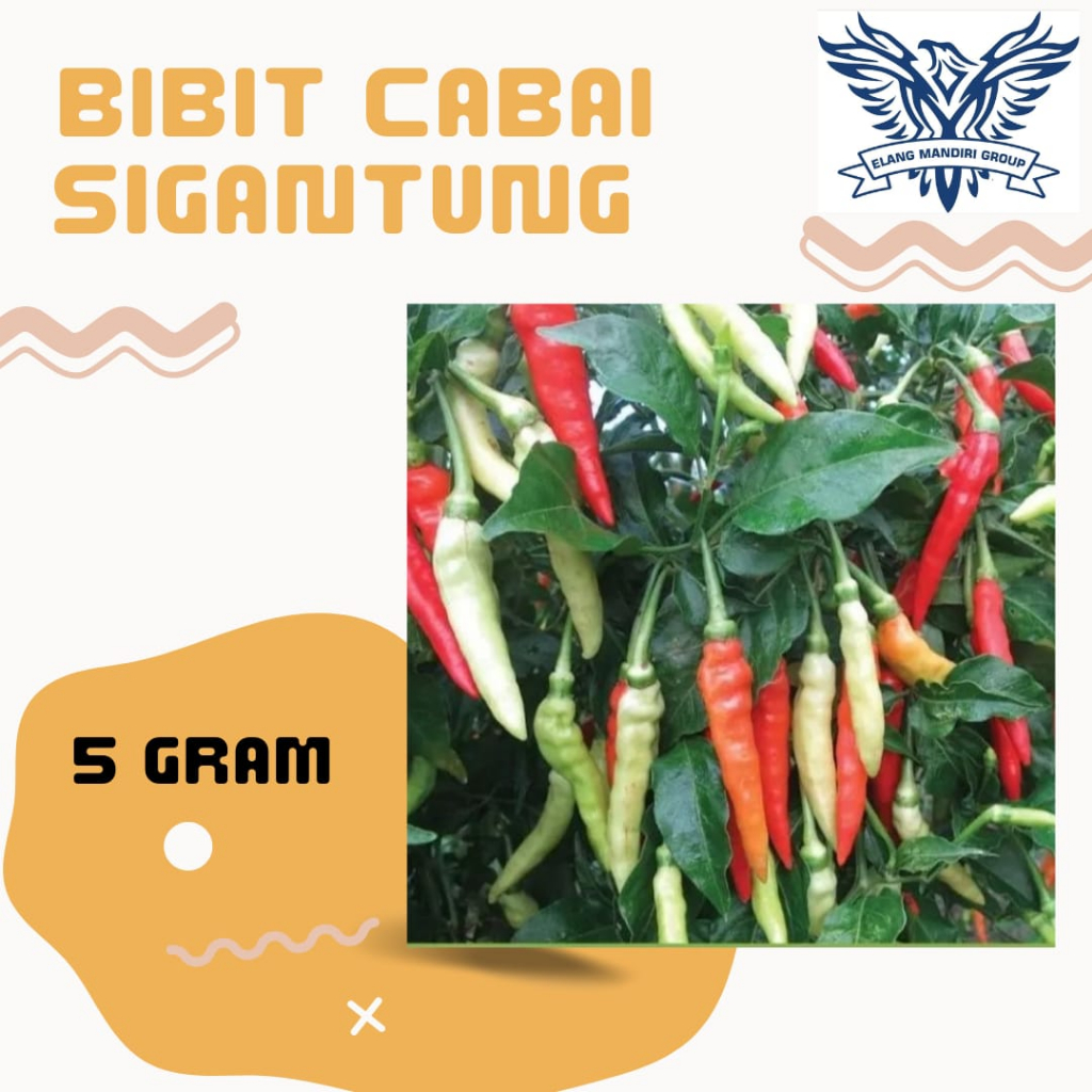 REPACK 5gr Bibit SIGANTUNG Benih Cabe Rawit Unggul Berkualitas