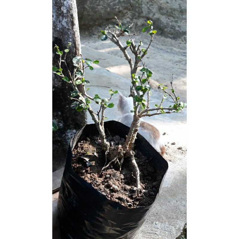 hokiantea lokal murah bonsai hokianti sidoguri