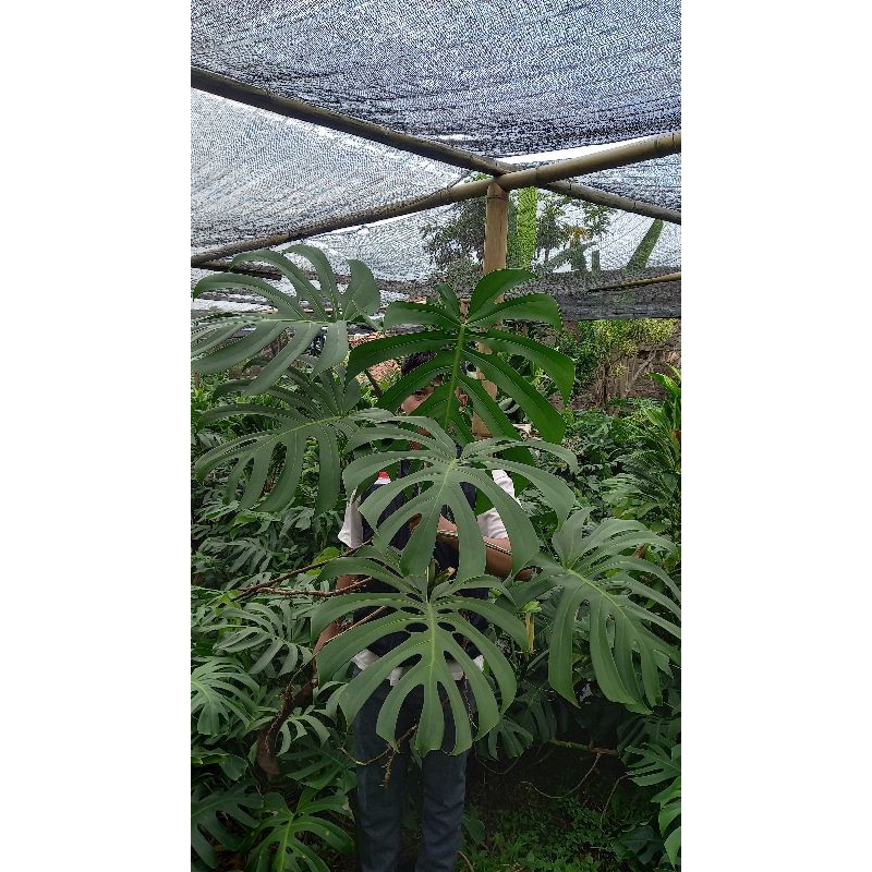 Monstera Brazilian Form 5 Daun