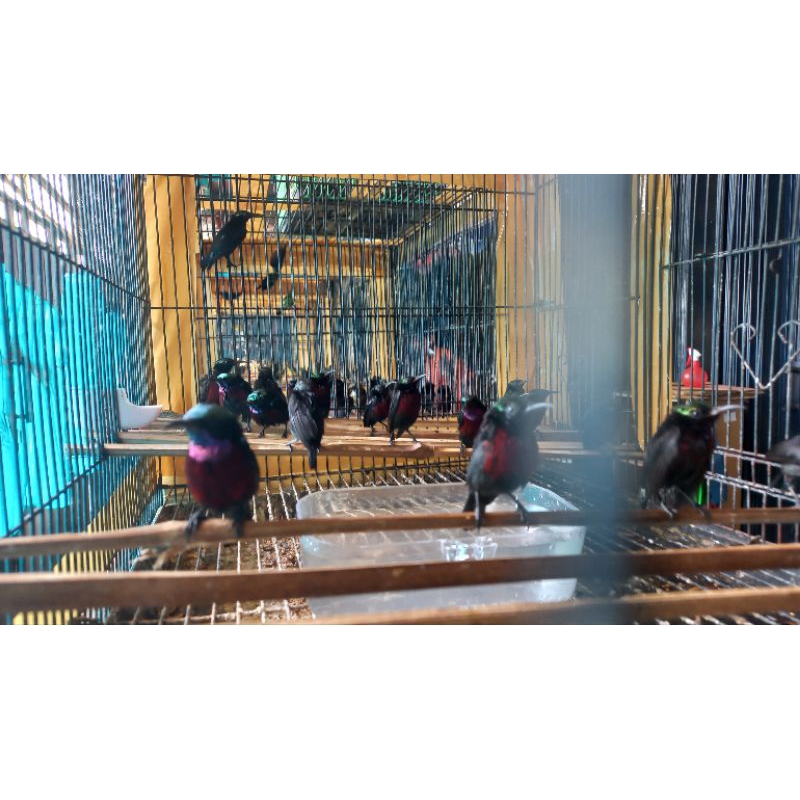 konin sumatera jantan metalik dan trotol