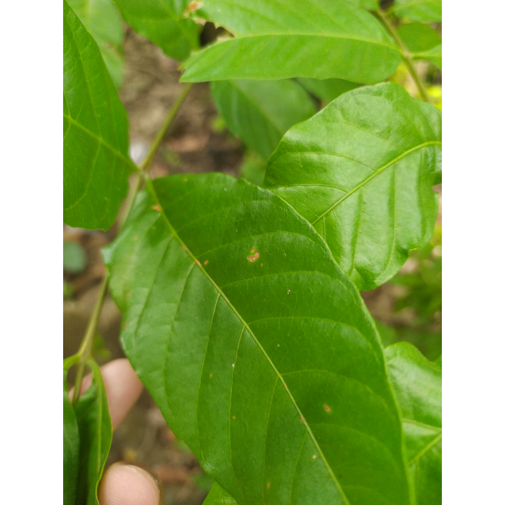 

[][\[]-=-=daun kuda/ kudo / jaranan\[][''