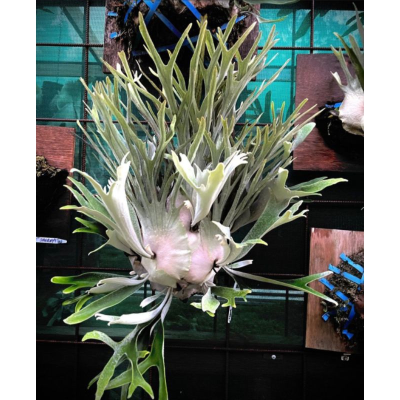 platycerium_vietchii little fingers original produk