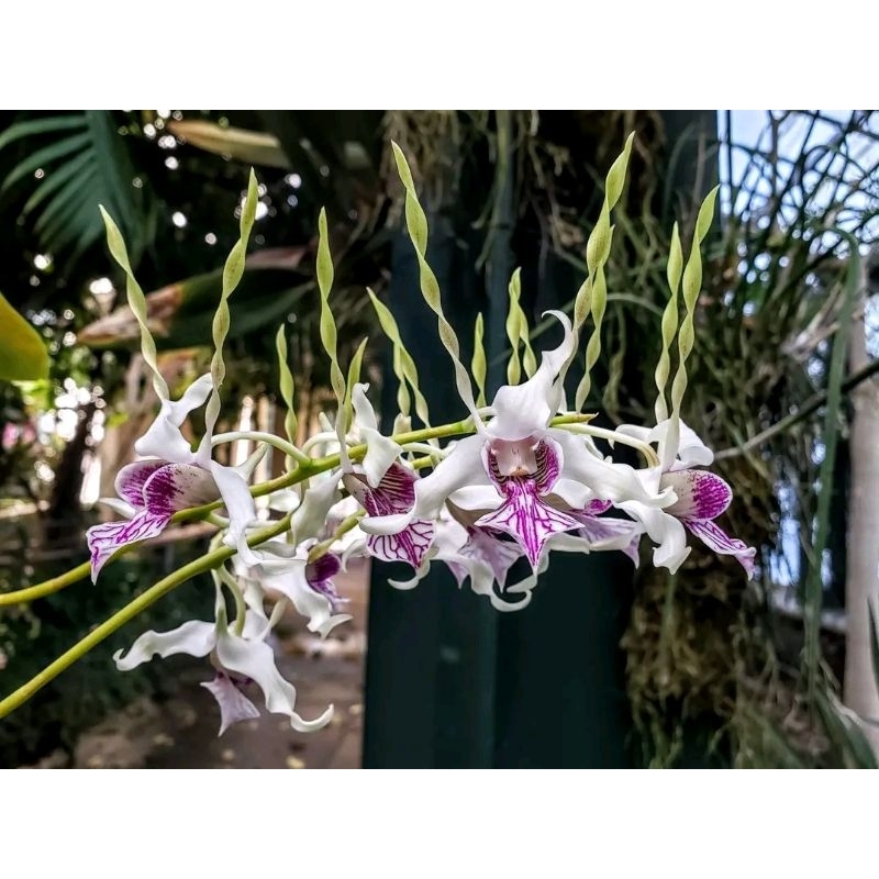 Anggrek dendrobium stratiotes