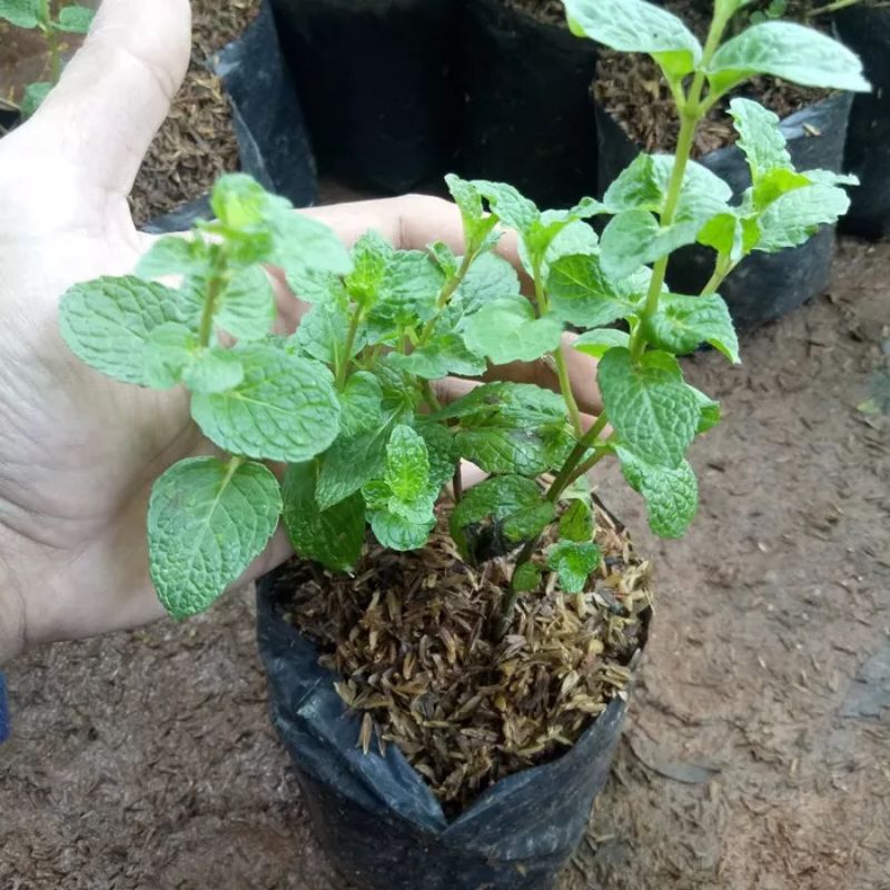 Bibit Tanaman Mint Bibit Daun Mint Bibit Peppermint Pohon Mint