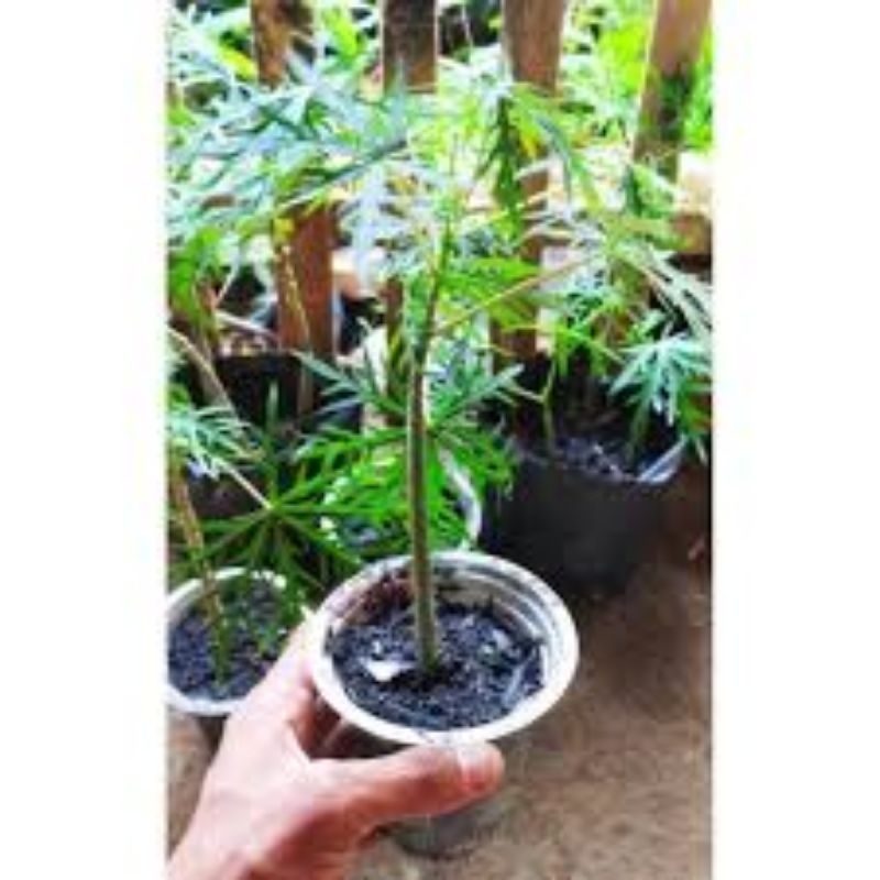 BIBIT TANAMAN BETADIN POHON YODIUM