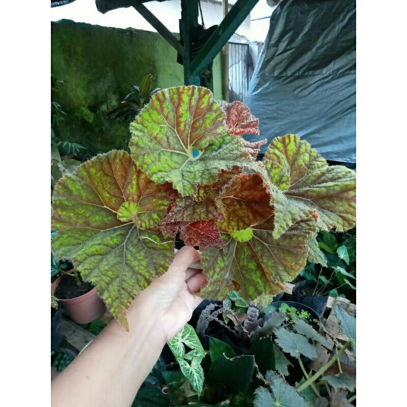 begonia keong madu