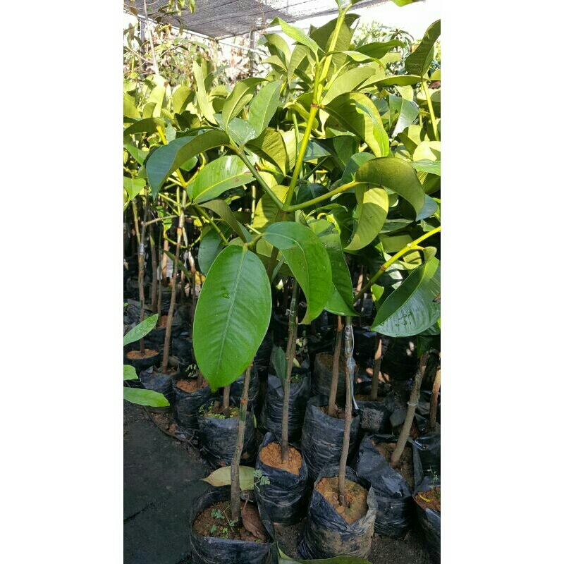 bibit manggis okulasi