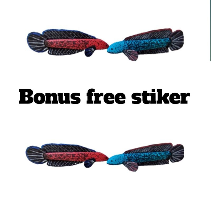 PATUNG CHANA BARCA GRATIS STIKER CHANA