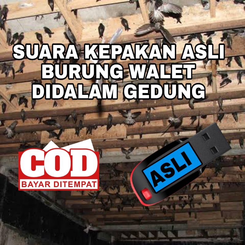 Suara Kepakan ASLI Koloni Burung Walet Kualitas Paling Bersih & Jernih SP+SI+ST