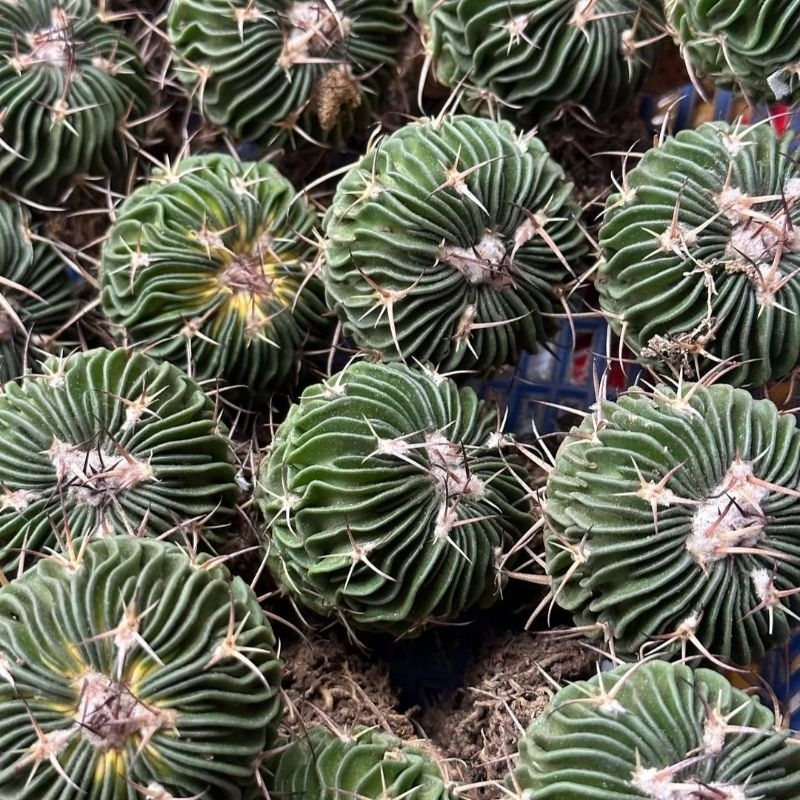 Kaktus Ownroot Stenocactus Sleding Free Pot 8cm