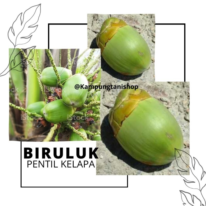 

Buruluk / Biruluk Pentil Kelapa