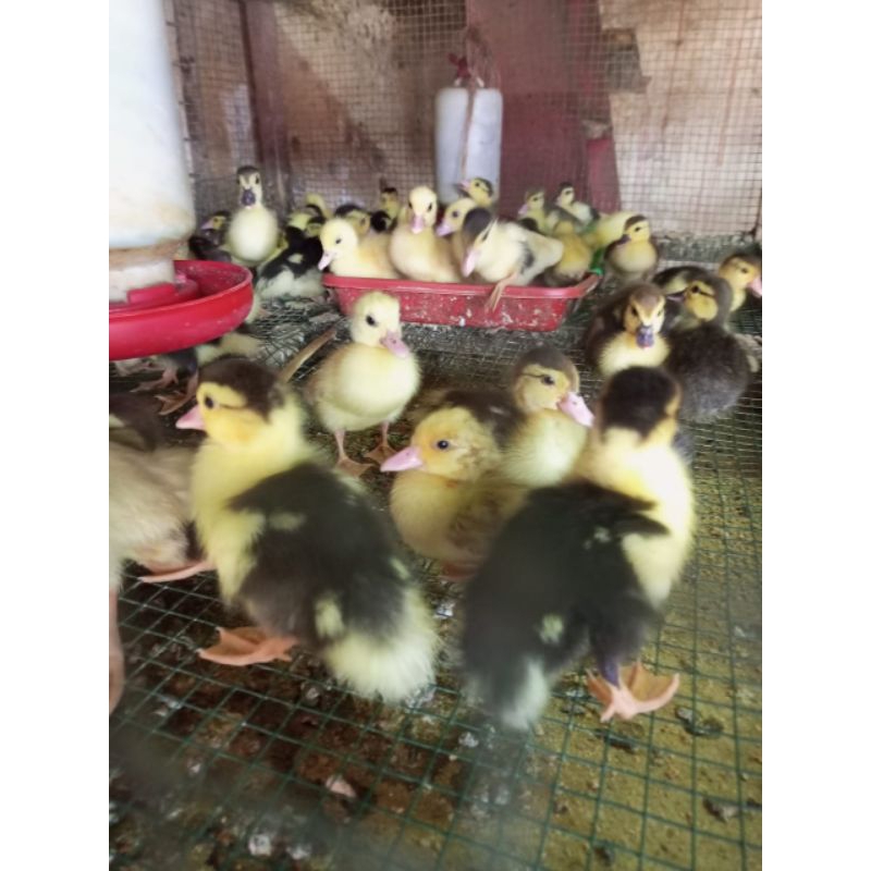 [Pesan 5 Free 1 ekor ]Entok Asli -  BIBIT ENTOK - entok kecil - anak entok - entog - anak entog