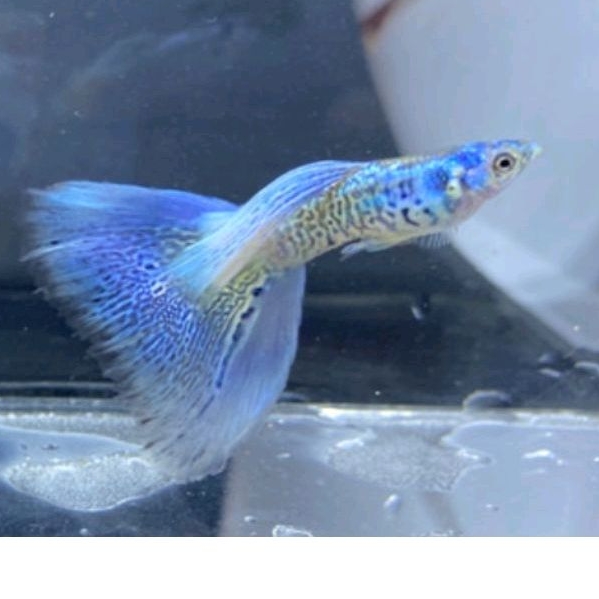 Hiasan aquarium guppy Platinum blue galaxy medussa
