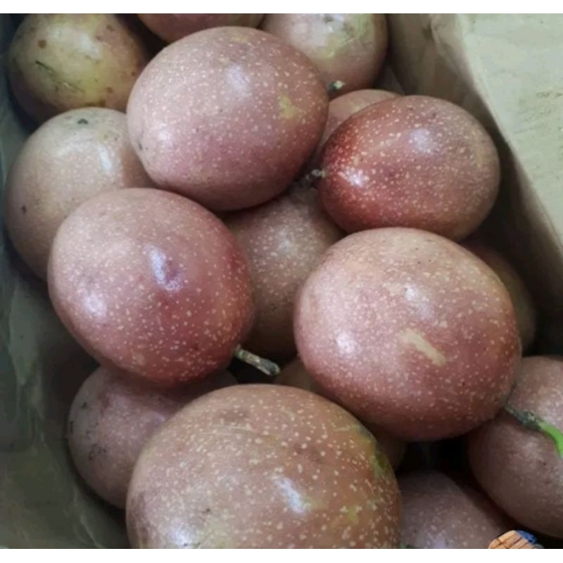 

Buah markisa ungu perbuah buah segar petik langsung