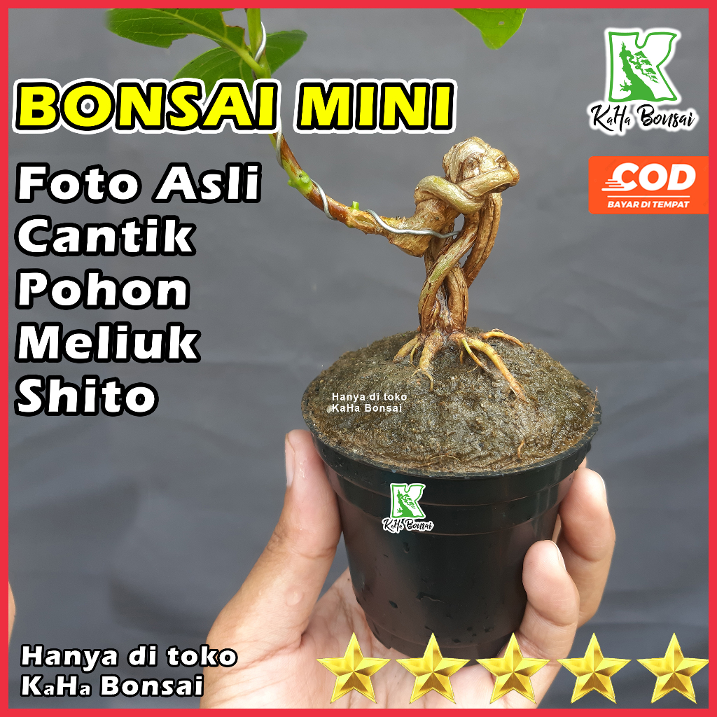 Bahan Bonsai Mini Sancang Plintiran Ekstrim Sancang Plintir Ekstrim Sancang Split Trunk Sancang Meli