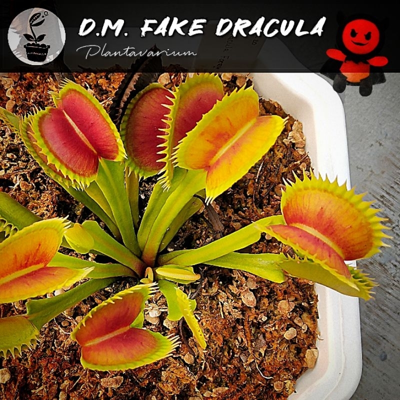 Tanaman Karnivora Venus Flytrap VFT Fake Dracula