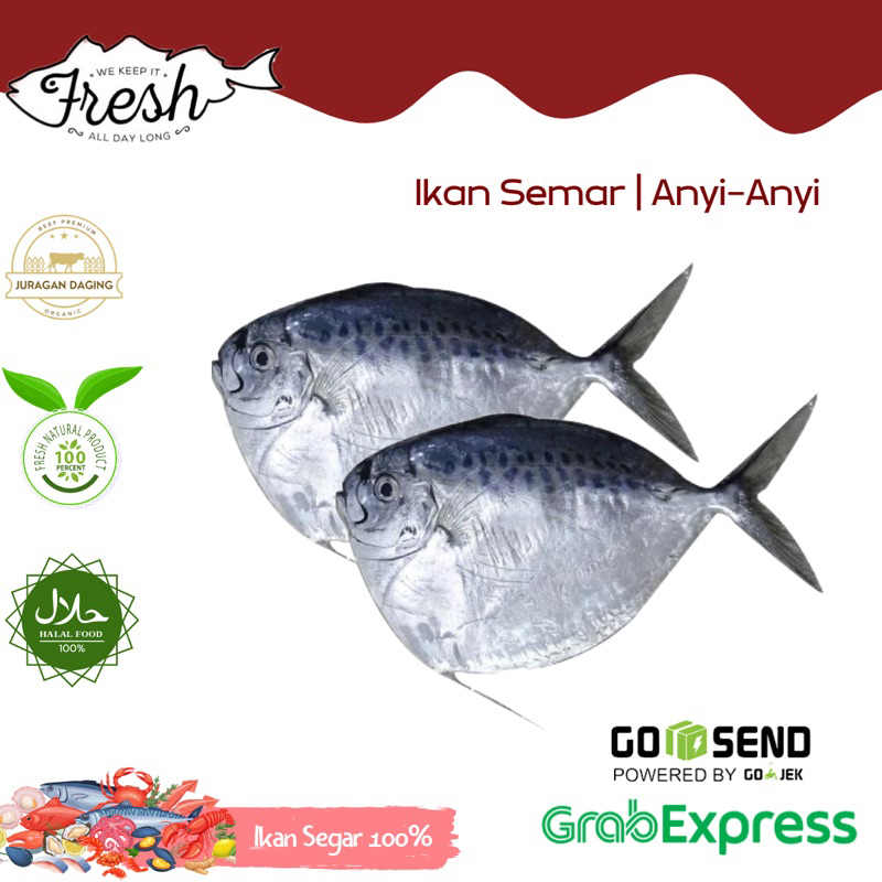 IKAN ANYI-ANYI/IKAN SEMAR/IKAN BAGONG/IKAN ETEM FRESH 1kg