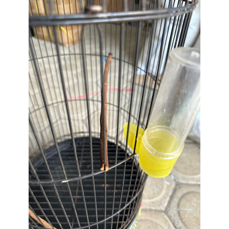 DISPENSER MINUM BURUNG CEPUK DISPENSER WARNA TEMPAT PAKAN DAN MINUM