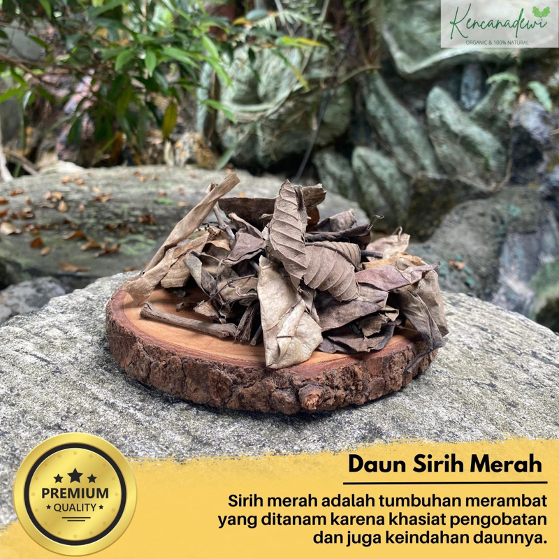 

DAUN SIRIH MERAH KERING (Piper ornatum) HERBAL 100% ORIGINAL