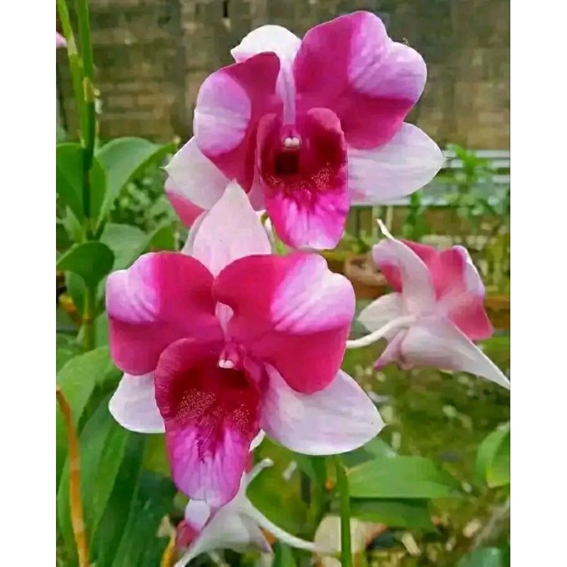 ANGGREK DENDROBIUM SUDAH KNOP/spike anggrek Dendrobium