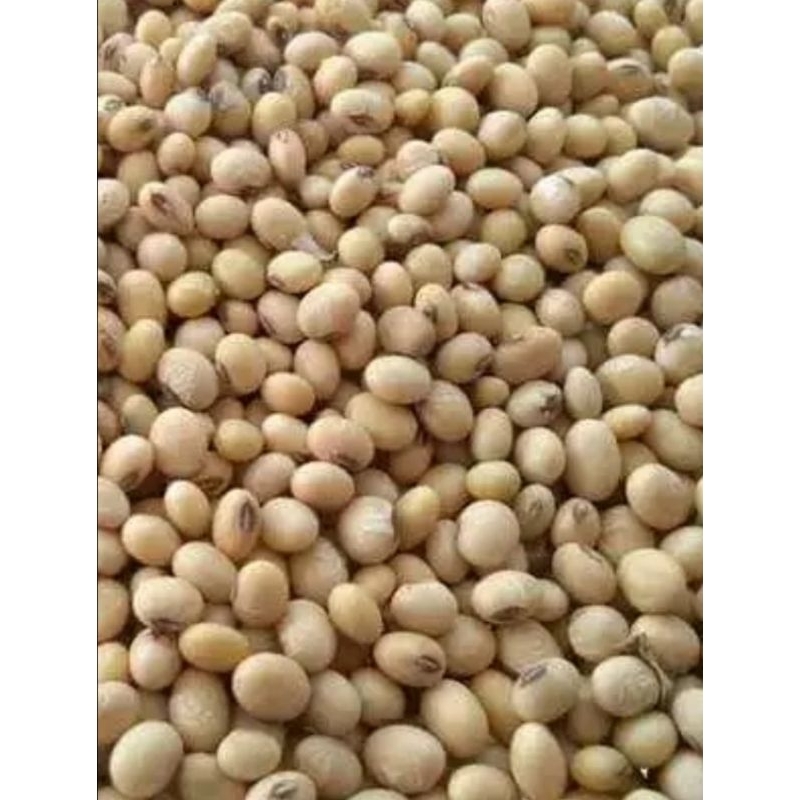 

kacang kedelai