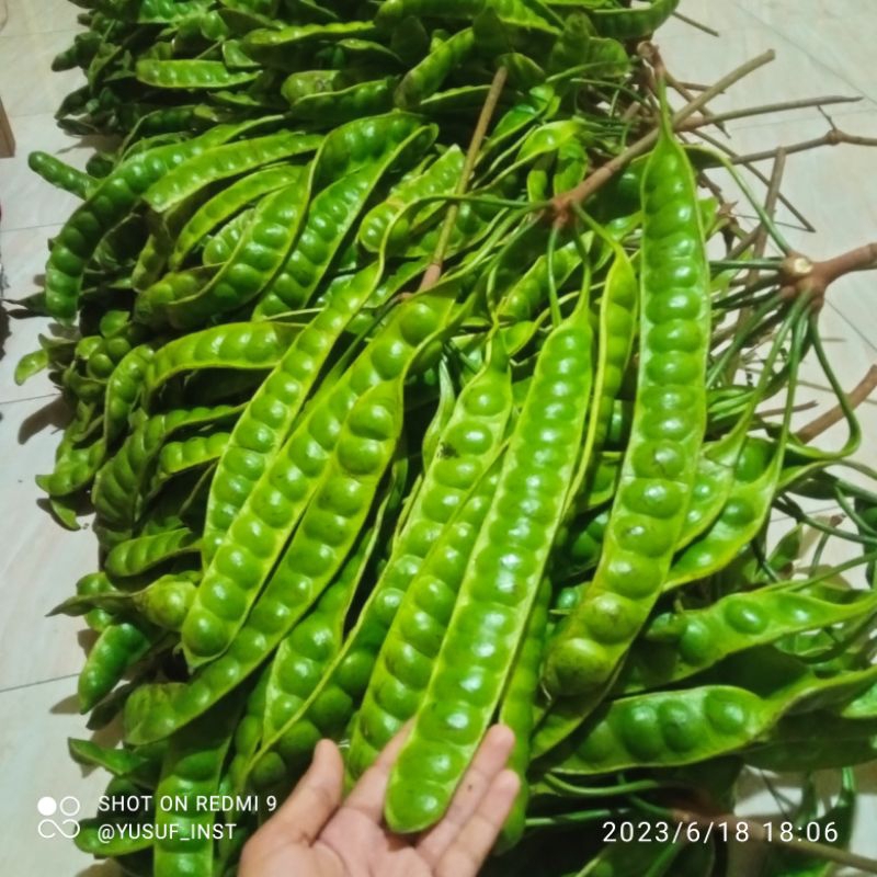 PETE SEGAR SUPER PERLONJOR ATAU PERPAPAN