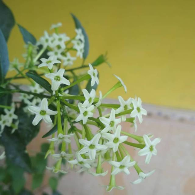 Pohon Bunga Arumdalu  1 Meter (Cestrum nocturnum L.)  Tanaman Melati Jasmine Bibit Melati Tanaman Bunga Arumdalu - bakulkembang