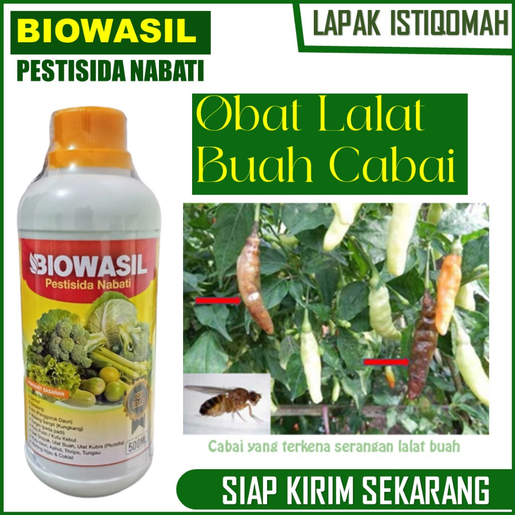 PUPUK Pestisida lalat buah cabe BIOWASIL Terbaik isi 500 ML - obat pencegah lalat buah pada tanaman 