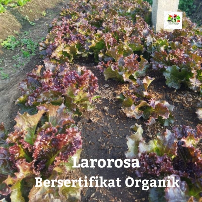 

1kg Lettuce Larorosa 100% Sertifikat Vegetable Murah Sehat Healthy Life Grosir Supermarket