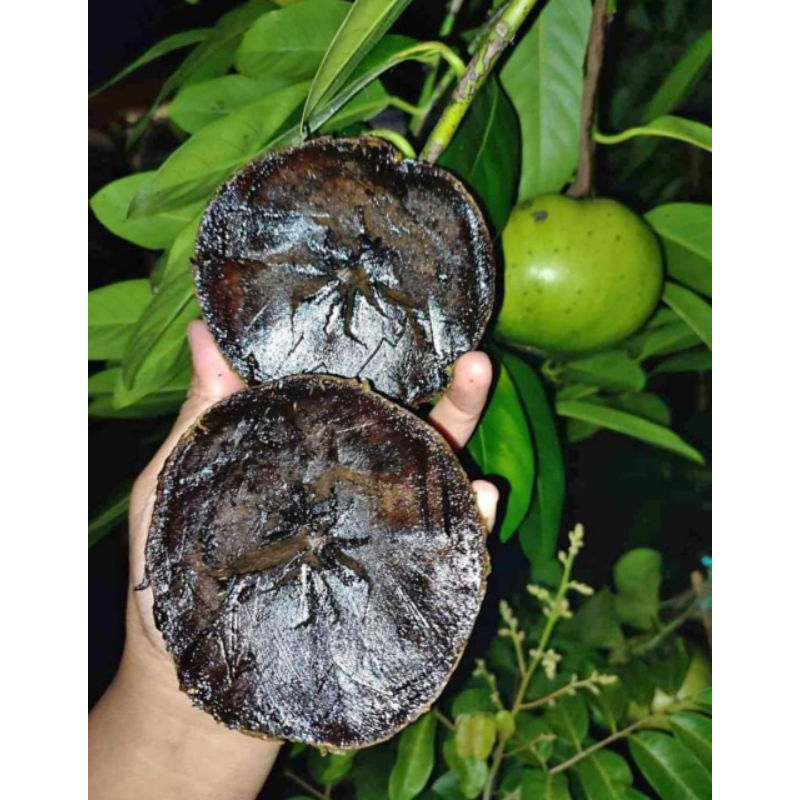 

buah black sapote