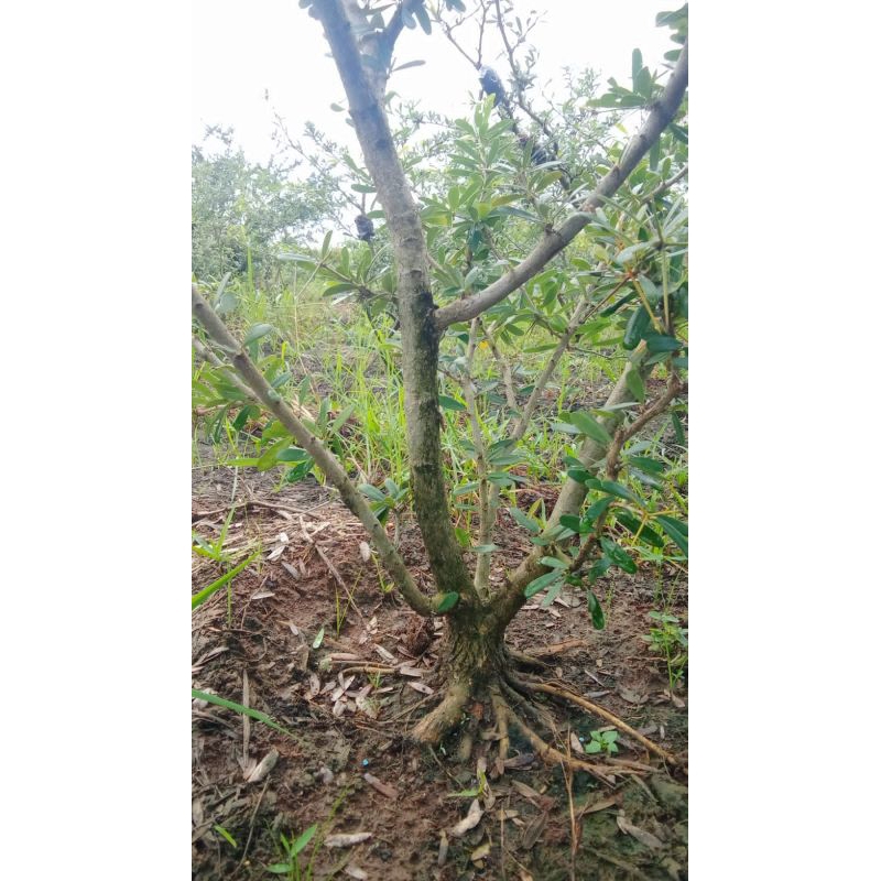 saeng simbur mikro vietnam bogel