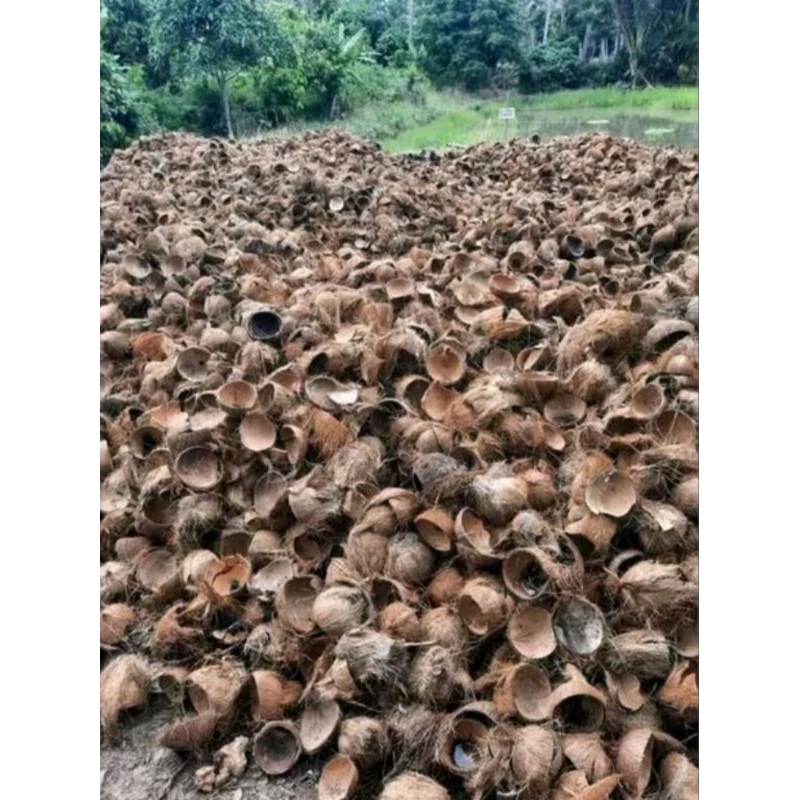 tempurung kelapa cacah 1 Kg gojek / batok kelapa buat Bakaran instan