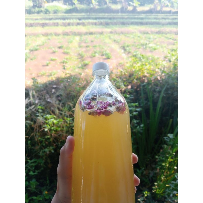 KOMBUCHA LEMONADE ROSE / fermentasi teh rasa Lemon Bunga Mawar