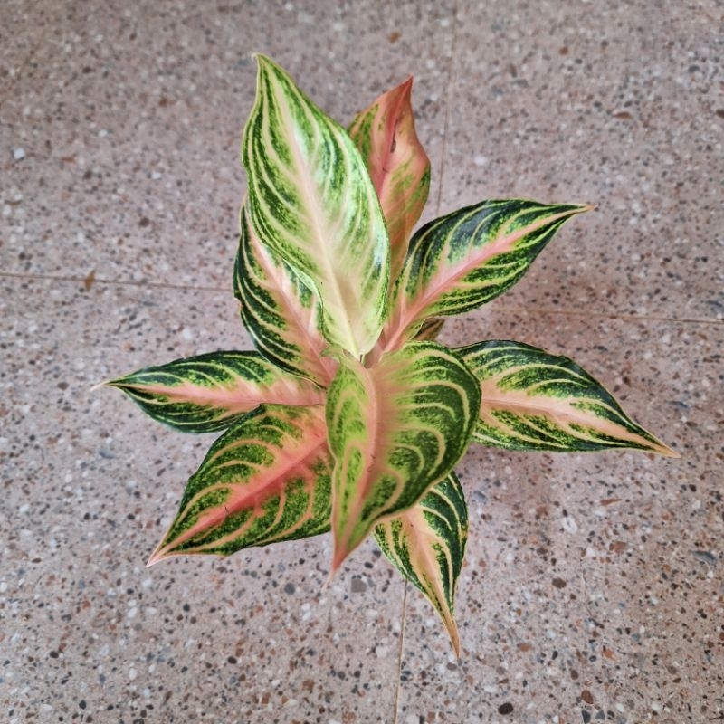 aglonema pink sunset dewasa daun 9-10