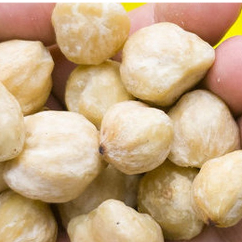 

HERBAL TERBAIK KEMIRI BULAT- 100 GRAM