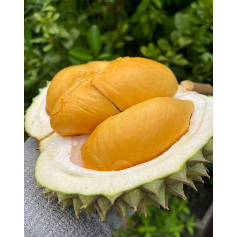 Bibit durian black thorn