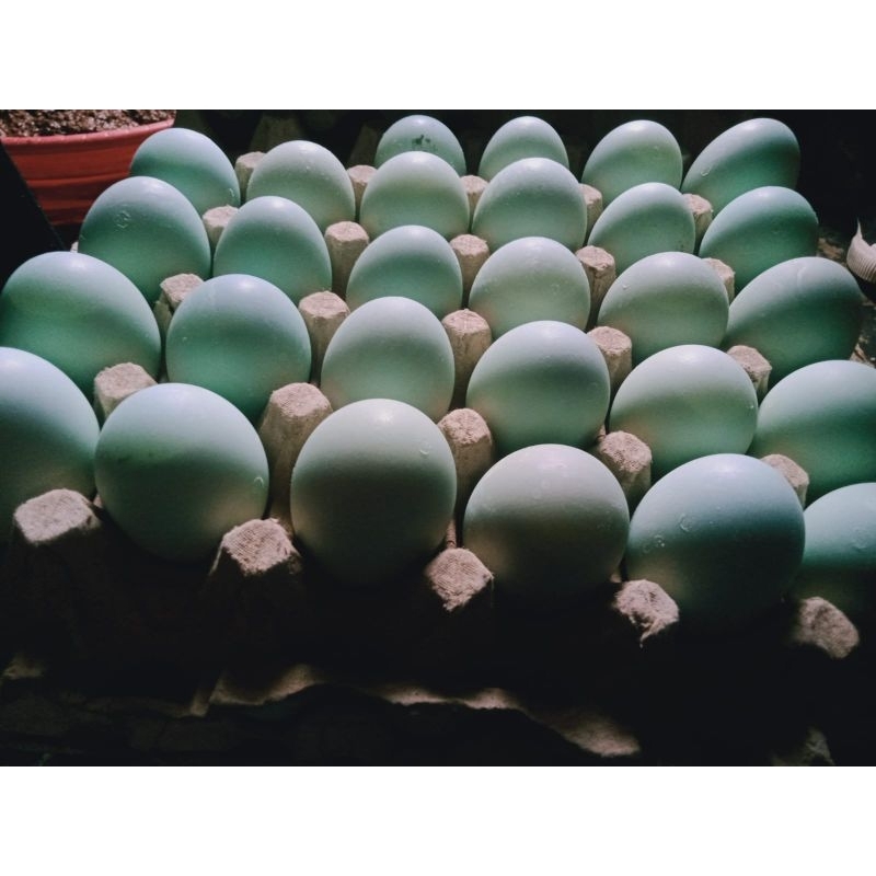 

Telur Asin Murah dan Gurih