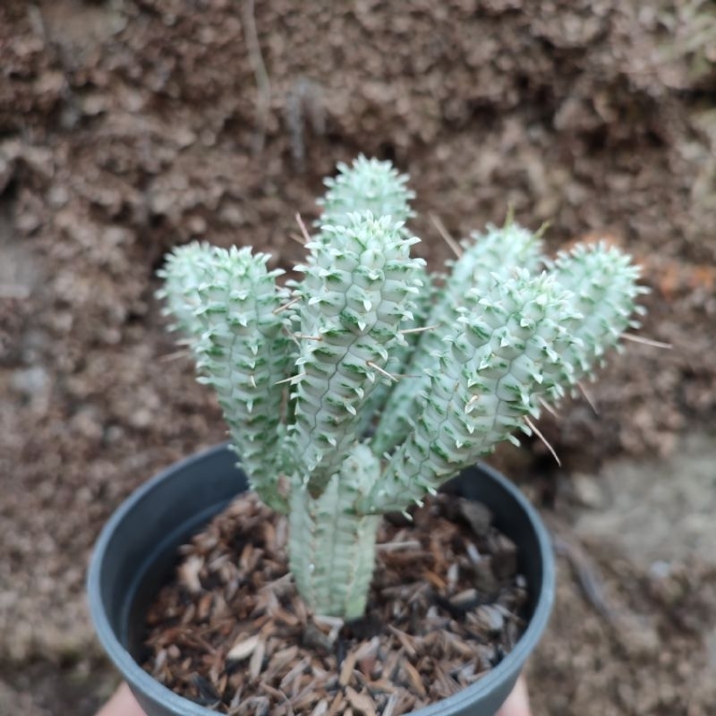 Euphorbia Mammillaris | DP 10cm | Kaktus