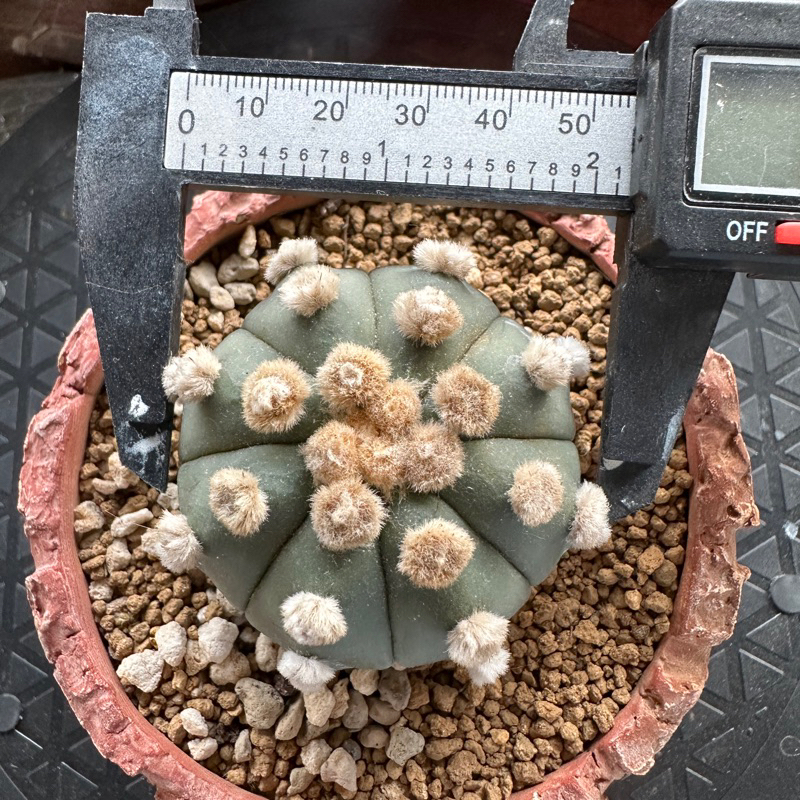Astrophytum oiboo dot super besar size 5.5cm❤️