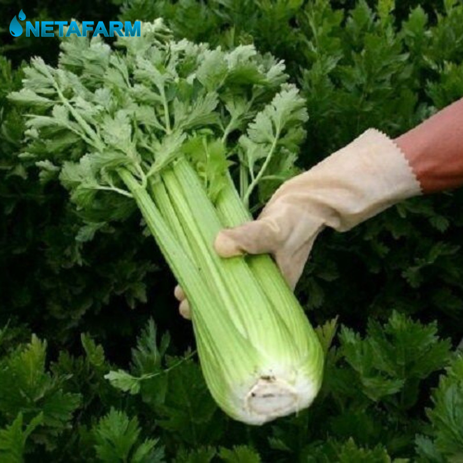 Benih Biji Bibit Seledri &quot;Tall Utah&quot; Mix Garden Seed - 20 Benih