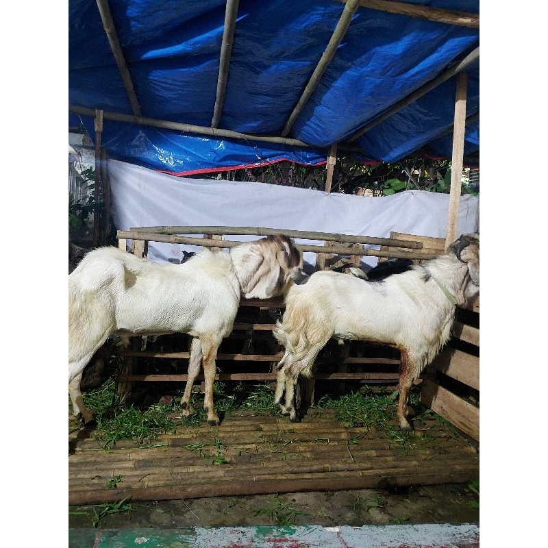 Kambing Kurban Super 70KG Gratis Ongkir