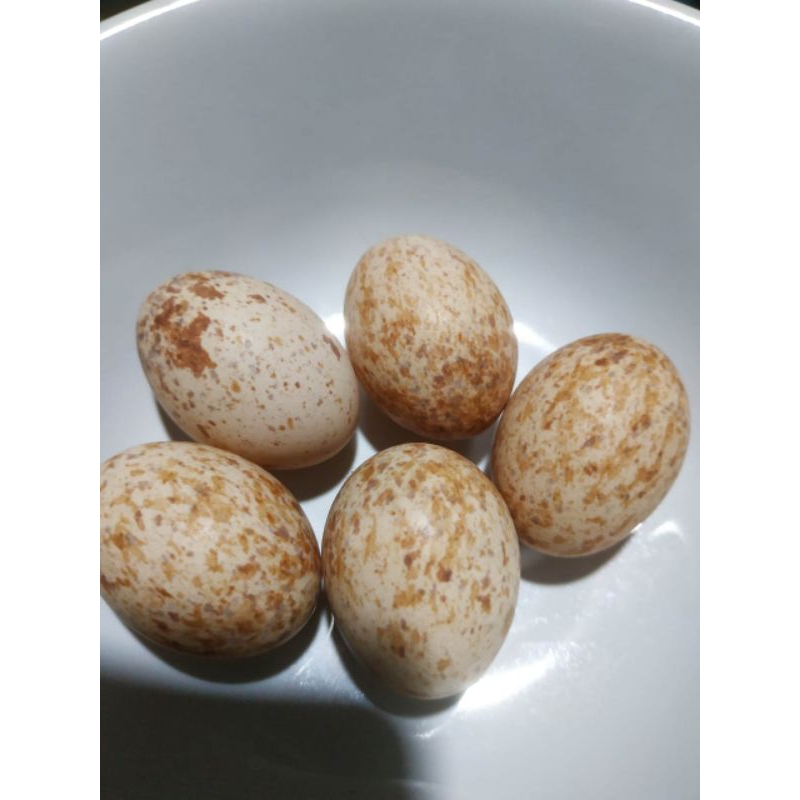 

Telur ayam hutan