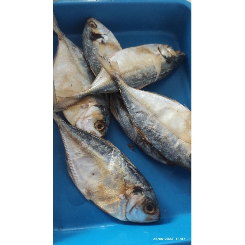 

ikan asin peda putih segar 500 gram ikan laut puti fresh terlaris gurih lezat